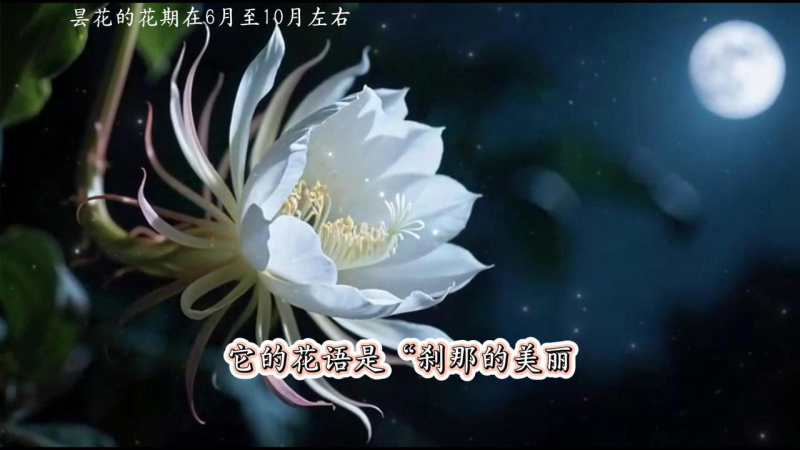 植物科普工作流