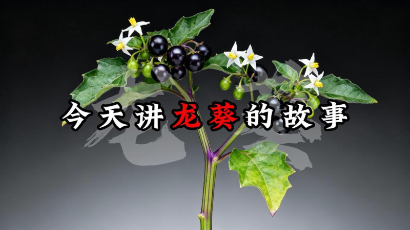 项目7：视频丨 中药故事视频-海煌AI